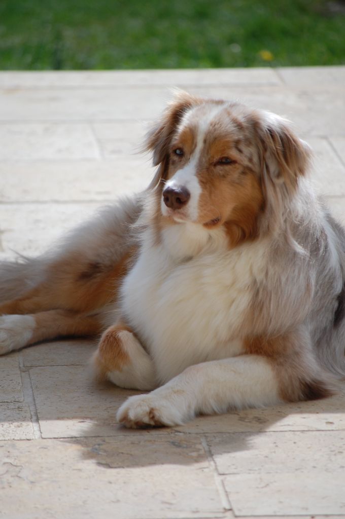 Jalisca (Sans Affixe)