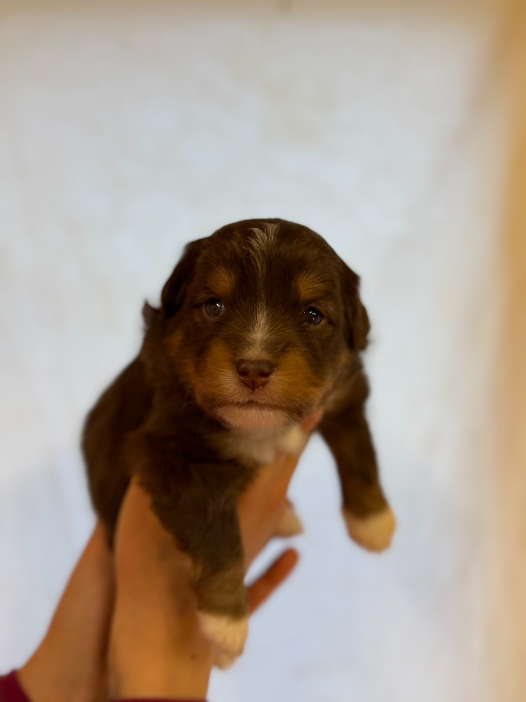 De L'Energie En Folie - Chiots disponibles - Berger Américain Miniature 