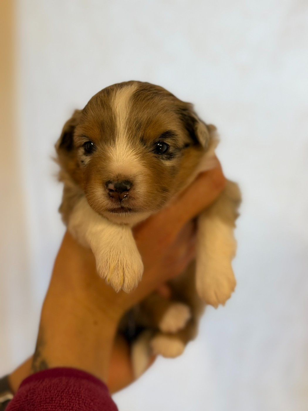De L'Energie En Folie - Chiots disponibles - Berger Américain Miniature 
