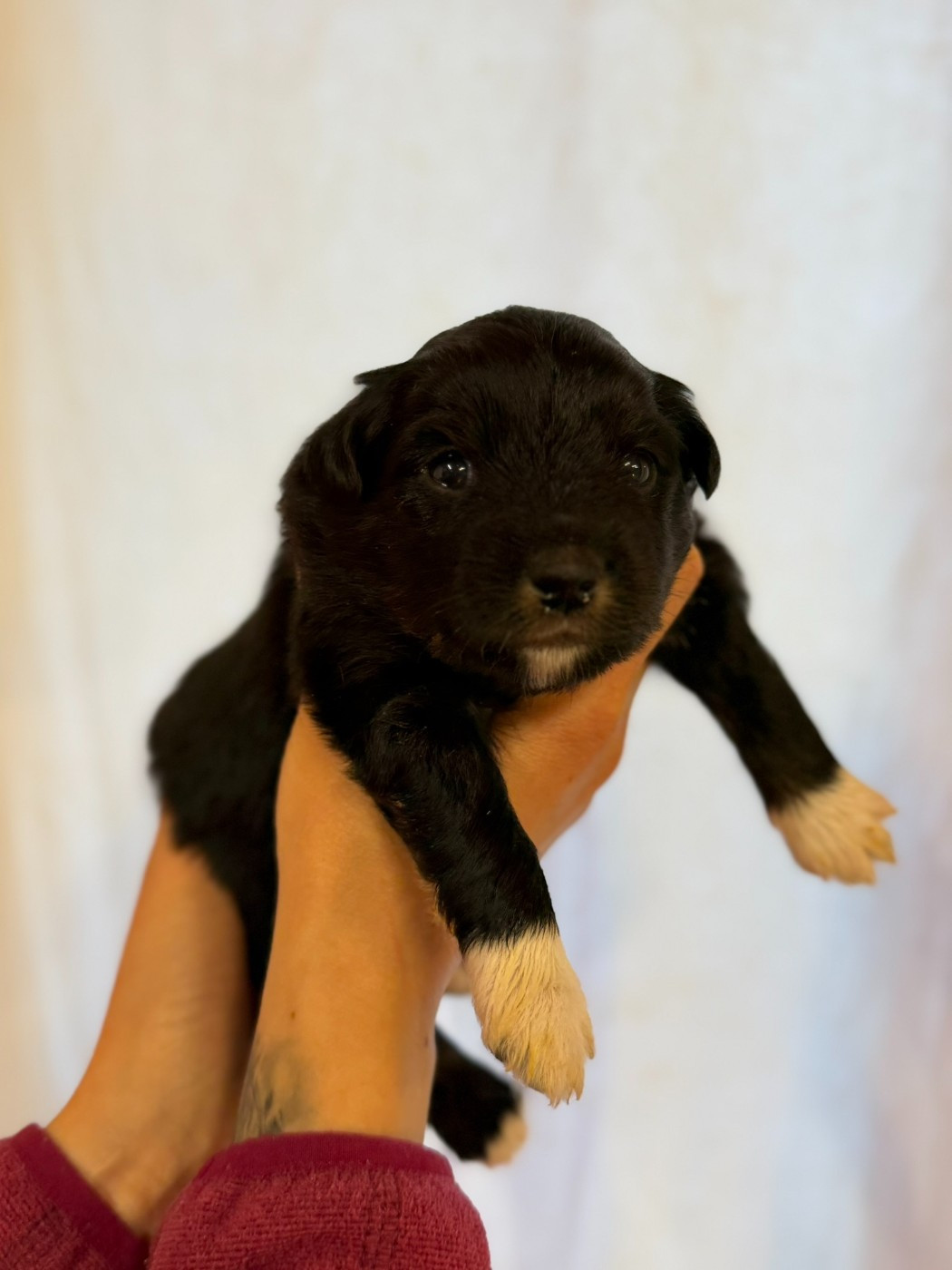 De L'Energie En Folie - Chiots disponibles - Berger Américain Miniature 