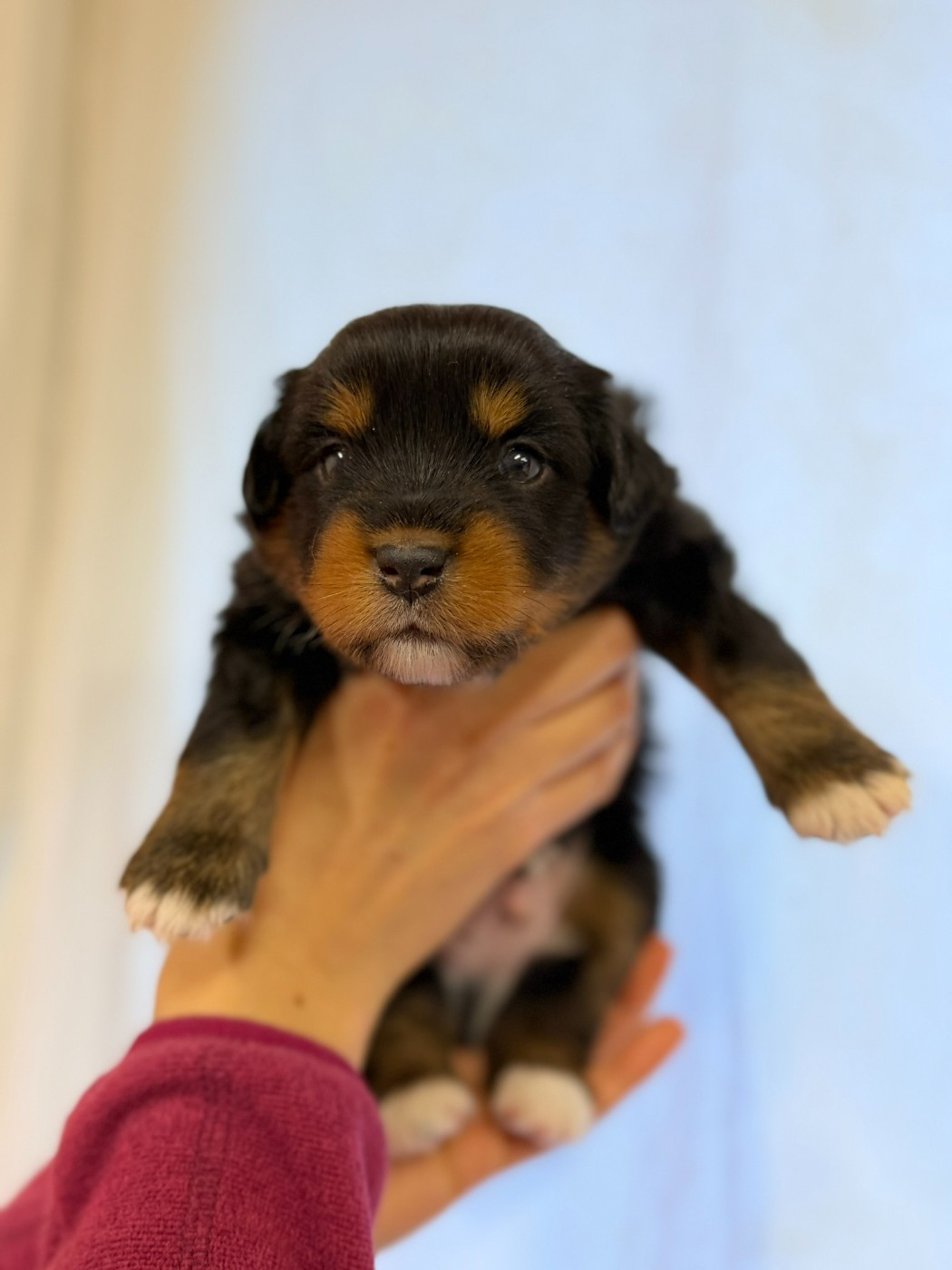 De L'Energie En Folie - Chiots disponibles - Berger Américain Miniature 