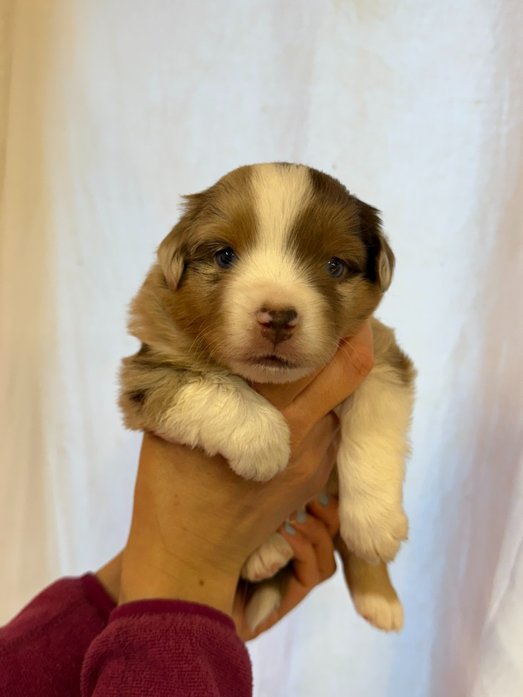 De L'Energie En Folie - Chiots disponibles - Berger Américain Miniature 