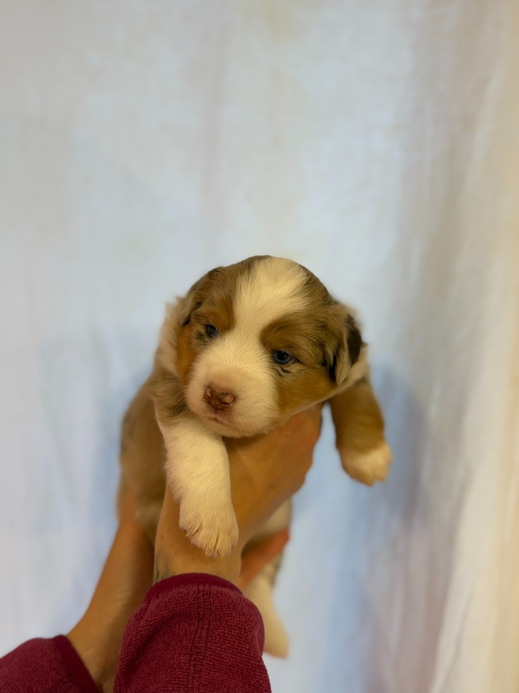 De L'Energie En Folie - Chiots disponibles - Berger Américain Miniature 