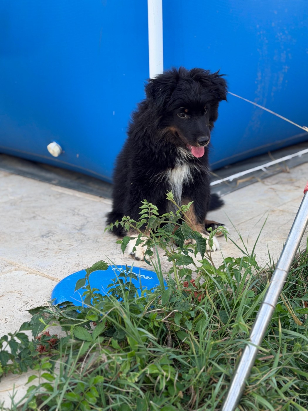 De L'Energie En Folie - Chiots disponibles - Berger Américain Miniature 